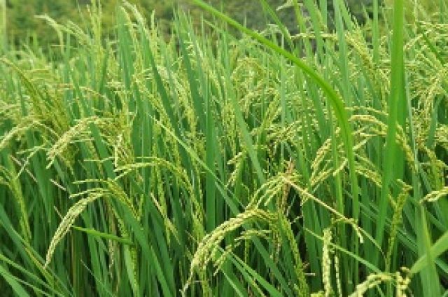 ظهور نخستین خوشه‌های طلایی برنج درپی روز‌ها تلاش شالیکاران گیلان