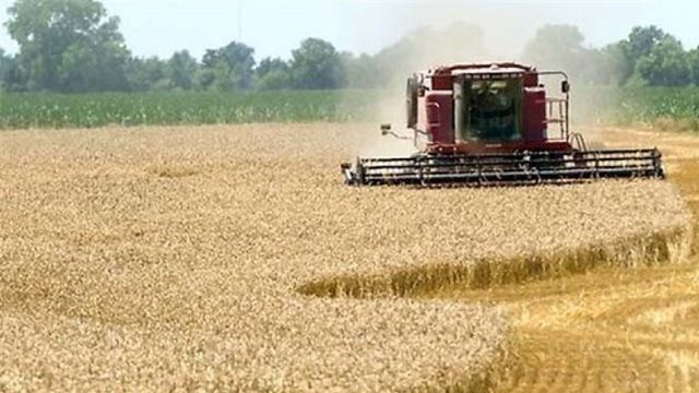 میزان خرید تضمینی گندم در استان همدان به بیش از ۸۳ هزار تن رسید