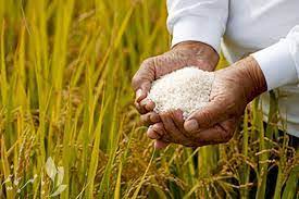 حمایت از کشت قراردادی برنج با تامین ۱۶ هزار تن کود برای کشاورزان