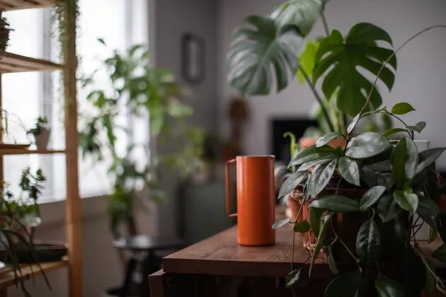 ۴ گیاه آپارتمانی مناسب برای فضای کم نور