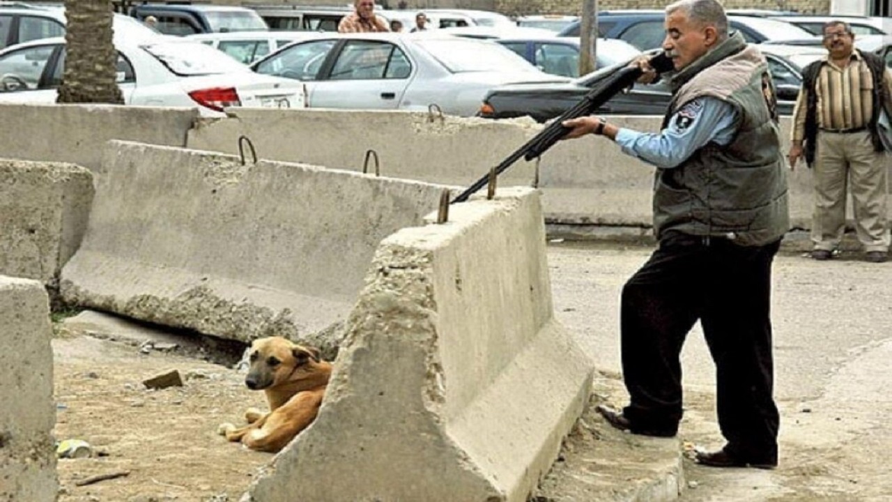 کشتار بیش از ۱۰۰۰ سگ در نقاهتگاه دماوند