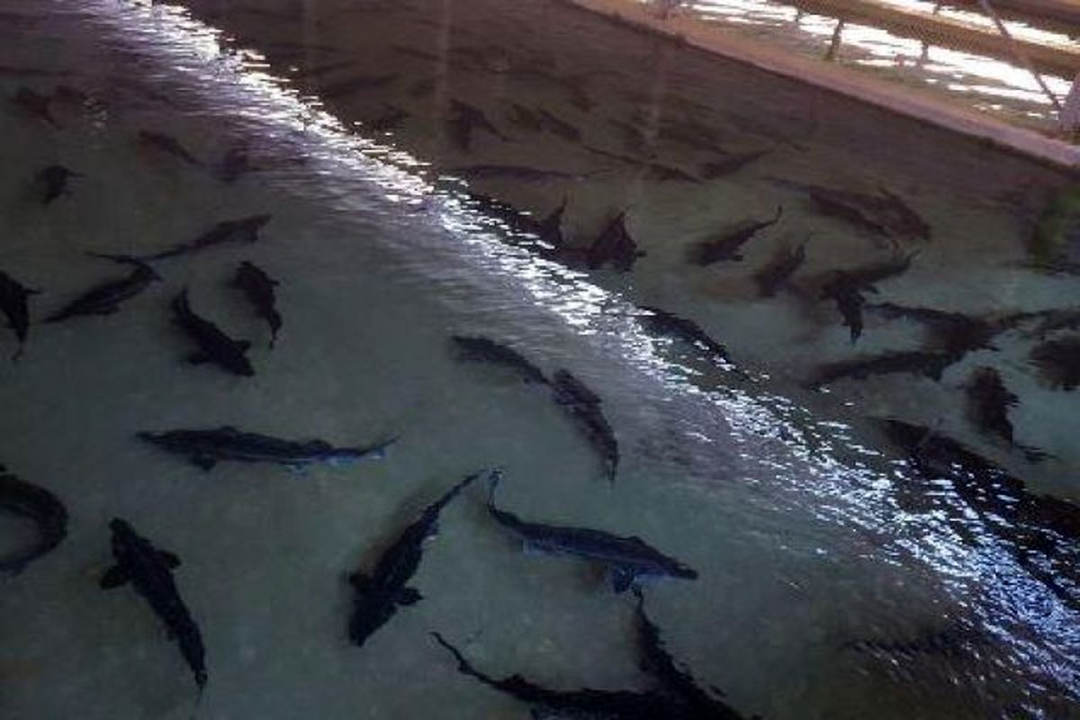 رییس پژوهشکده آبزی‌پروری:بزودی در تولید بچه ماهی باس دریایی آسیایی خودکفا می‌شویم