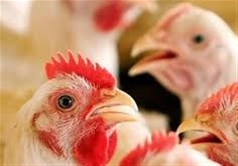 جوجه مرغ ایرانی آرین به سه کشور همسایه صادر می‌شود