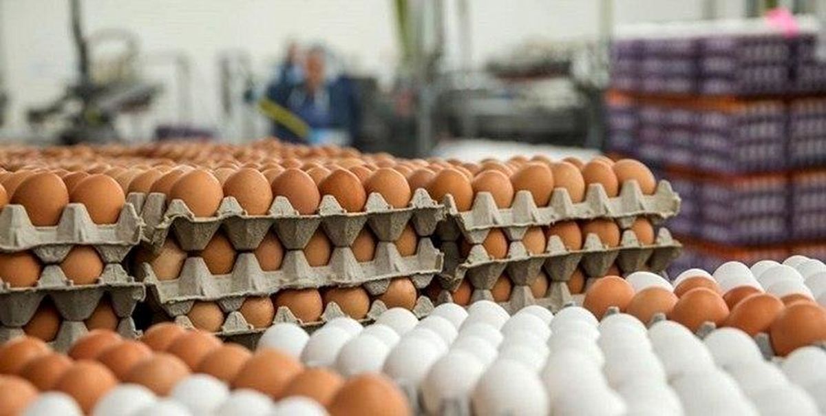 ادعای عجیب مرغداران درباره قیمت تخم مرغ