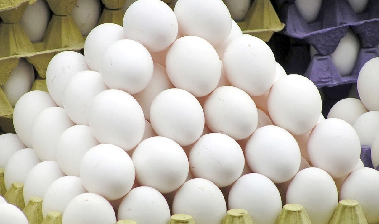 صادرات روزانه تخم مرغ به ۱۲۰۰ تن رسید