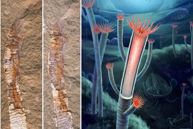 کشف فسیل ۵۵۰ میلیون ساله پرده از یک راز بزرگ برداشت