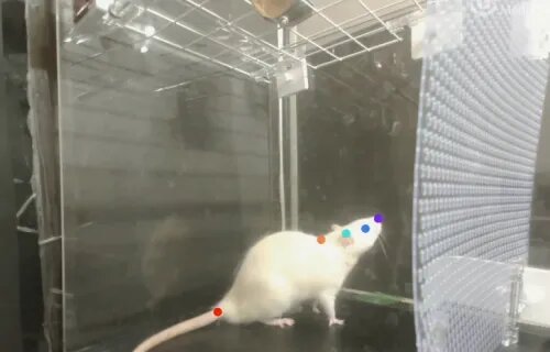 حرکت جالب موش‌ها هنگام شنیدن موسیقی