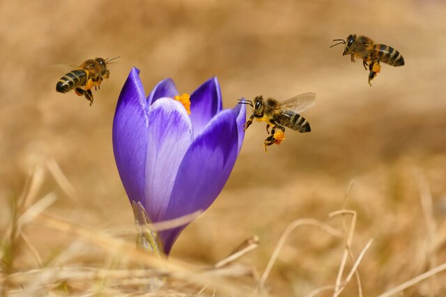 عمر زنبور‌های عسل کم شده است