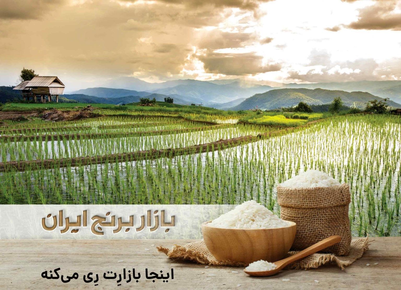 چرا کشاورزان برنج نمی‌فروشند؟