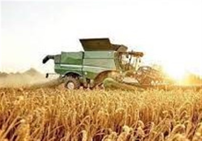 تولید محصولات دیم کشاورزی ۳۰ درصد افزایش یافت
