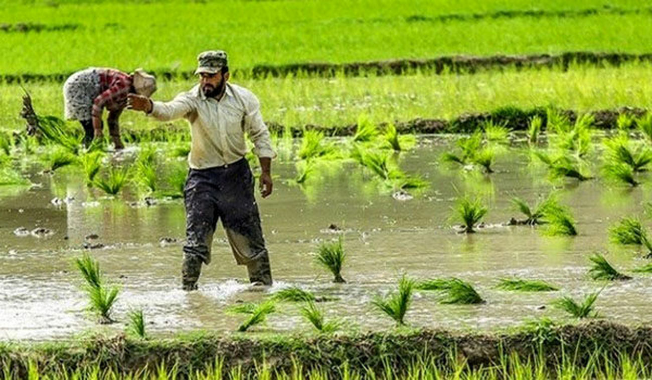 گزارش بازرگانی دولتی از سونامی برنج وارداتی