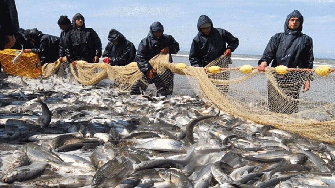صید ماهیان استخوانی ۸۲ درصد افزایش یافت