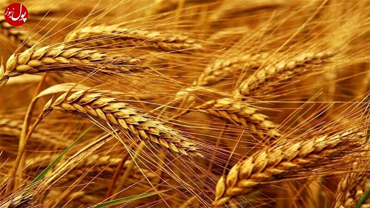۴۲۰ هزار تن بذر اصلاح شده در بین گندمکاران توزیع می‌شود