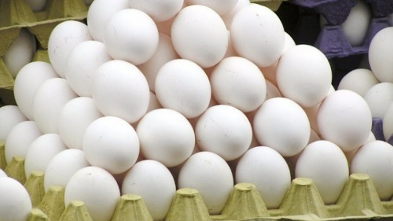 صادرات تخم مرغ دو برابر افزایش یافت
