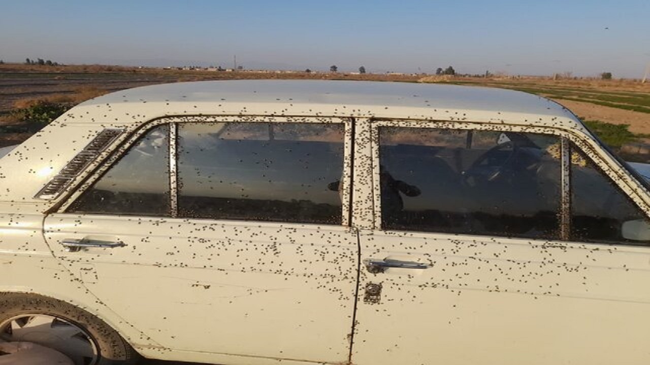 حمله مگس‌ها به روستاهای اردستان