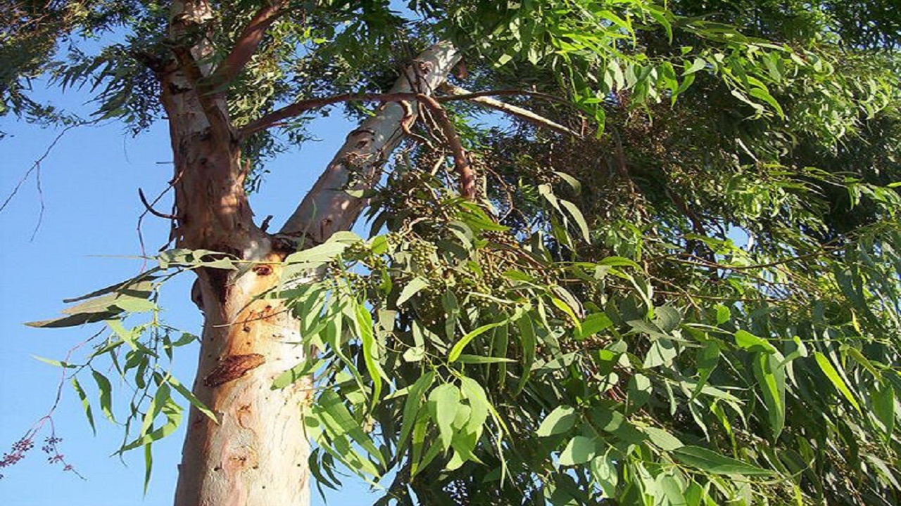 اکالیپتوس درختی با خاصیت درمانی، اما بیمارکننده محیط‌زیست