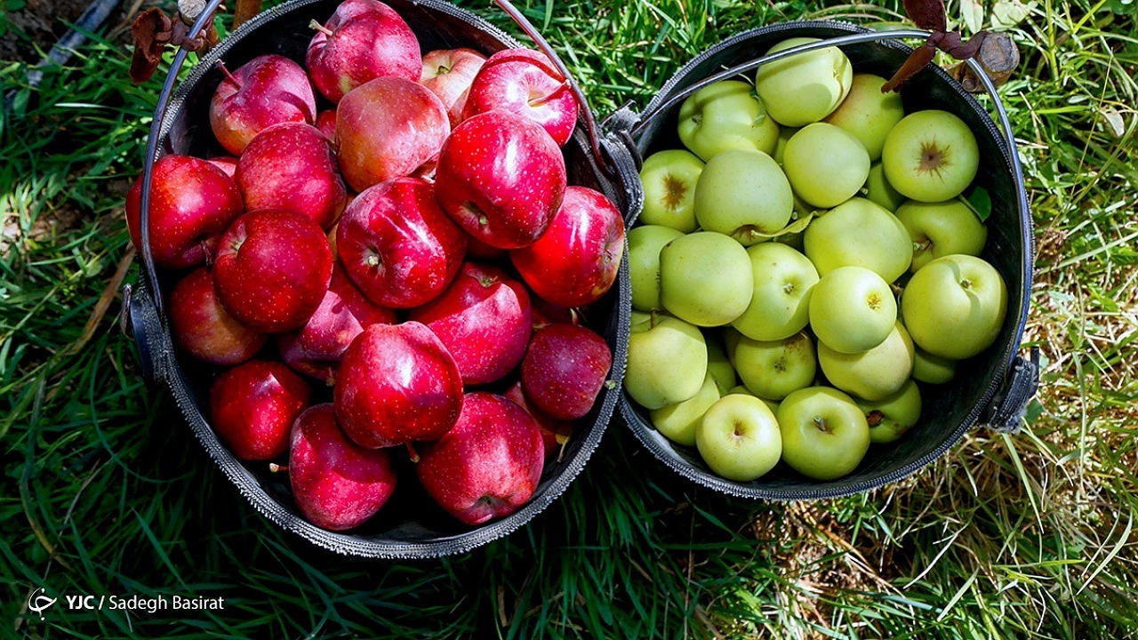 ضوابط جدید برای صادرکنندگان سیب درختی ابلاغ شد