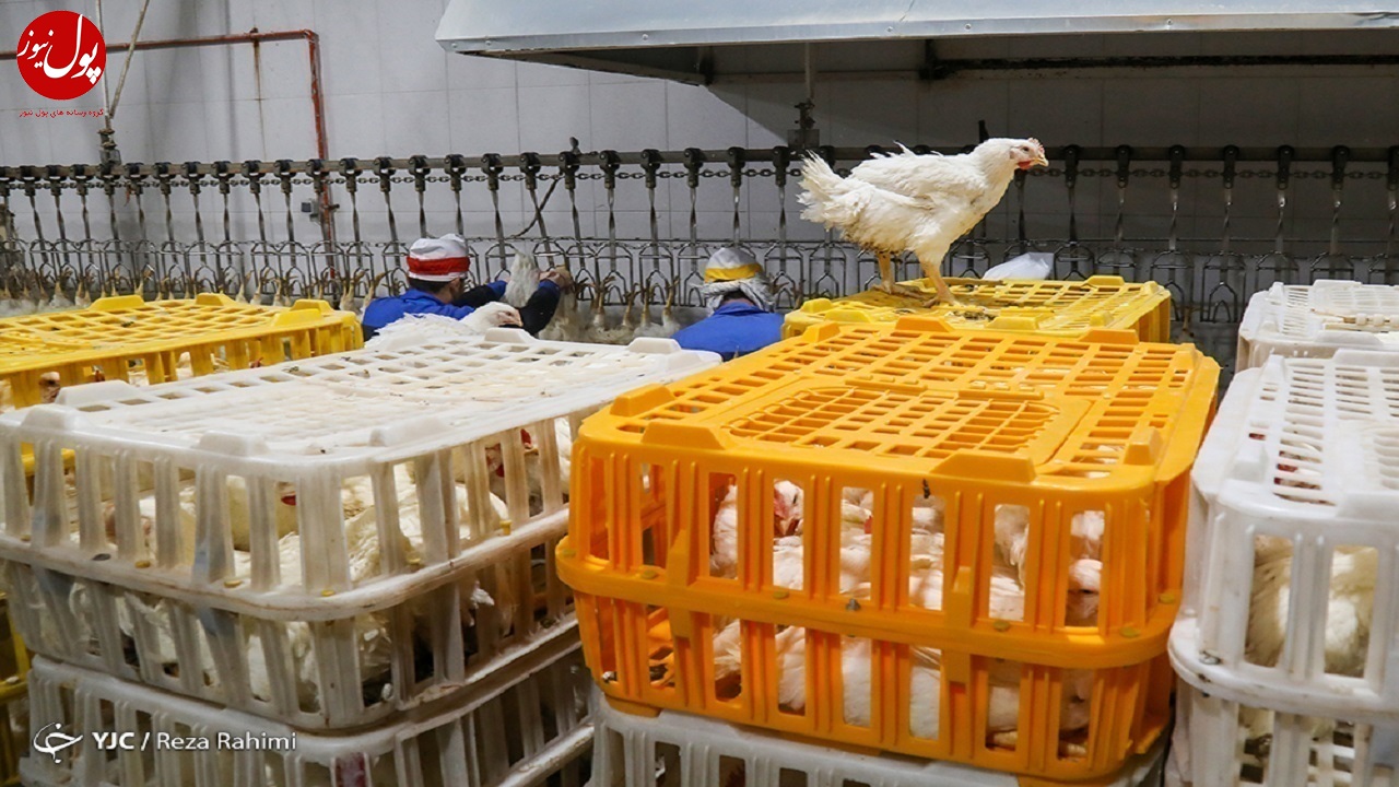 کشتار مرغ ۴ درصد افزایش یافت