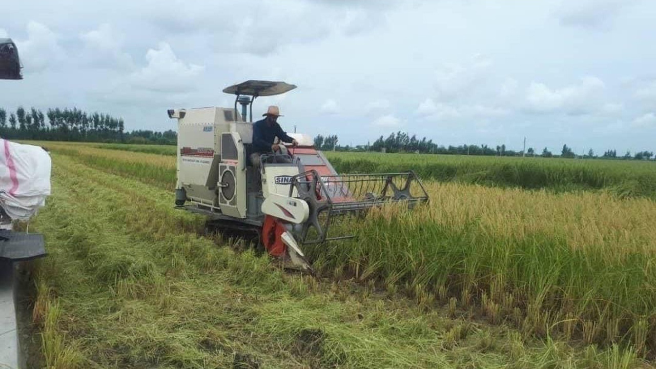 برداشت مکانیزه برنج در سطح ۶۰۰ هزار هکتار از اراضی شالیزاری