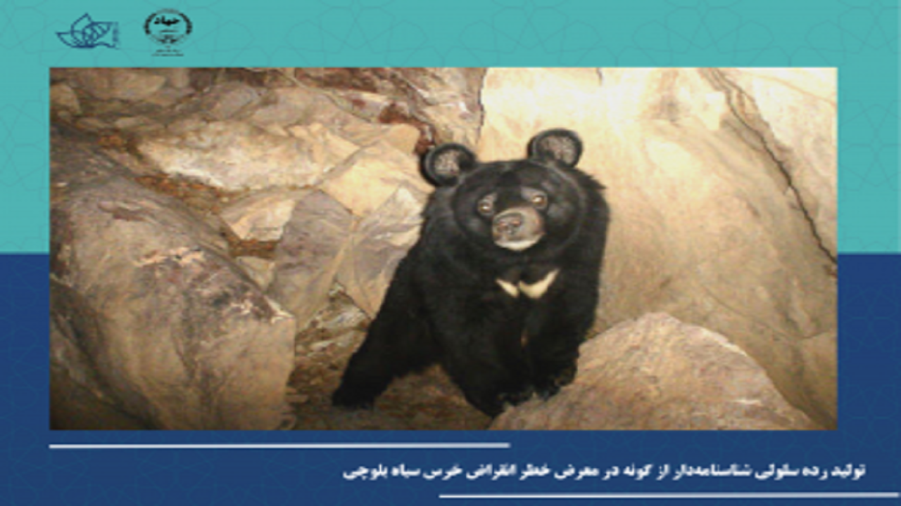 تولید رده سلولی شناسنامه‌دار از خرس سیاه بلوچی/ امید برای احیای گونه‌های حیات وحش در معرض خطر انقراض