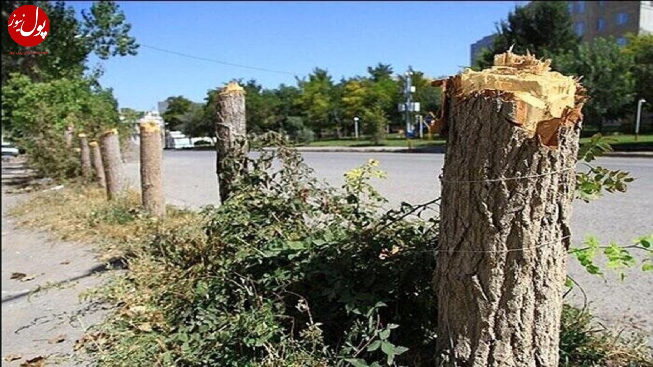 قطع درخت در یکی از بوستان‌های پایتخت/ ممنوعیت خرید خارجی از سوی شهرداری تهران