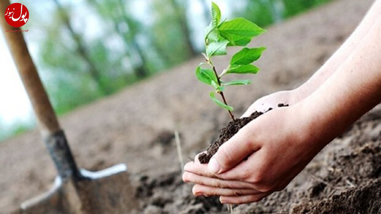 هدف اصلی طرح کاشت یک میلیارد درخت مقابله با تغییر اقلیم و بیابانزایی