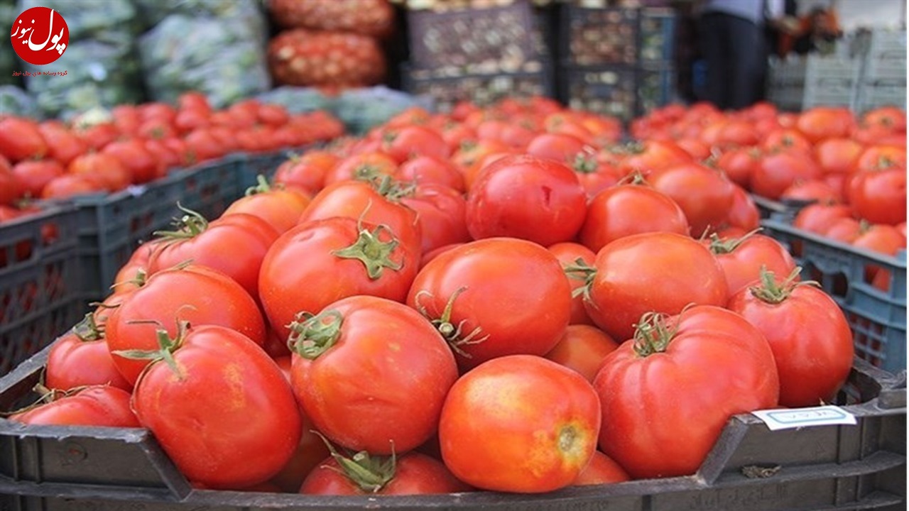 عرضه گوجه فرنگی در روزهای آتی افزایش می یابد