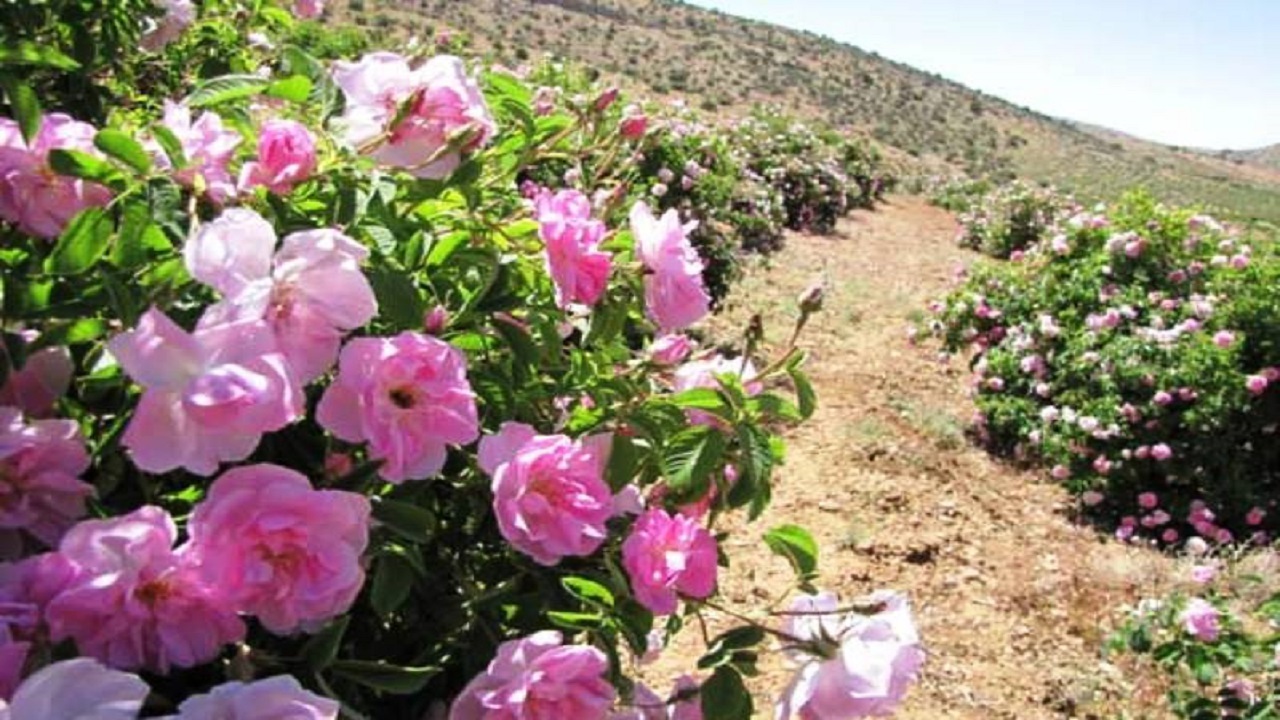 تولید گل محمدی ۱۰ هزارتن افزایش می‌یابد