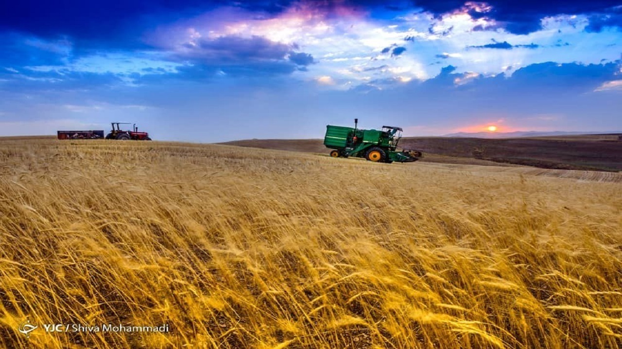 ارزش خرید گندم از کشاورزان کشور از مرز ۱۰۰ هزار میلیارد تومان گذشت