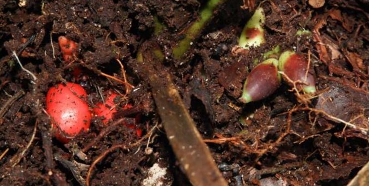 کشف گونه نادر نخل که در زیر زمین گل می‌دهد+ عکس