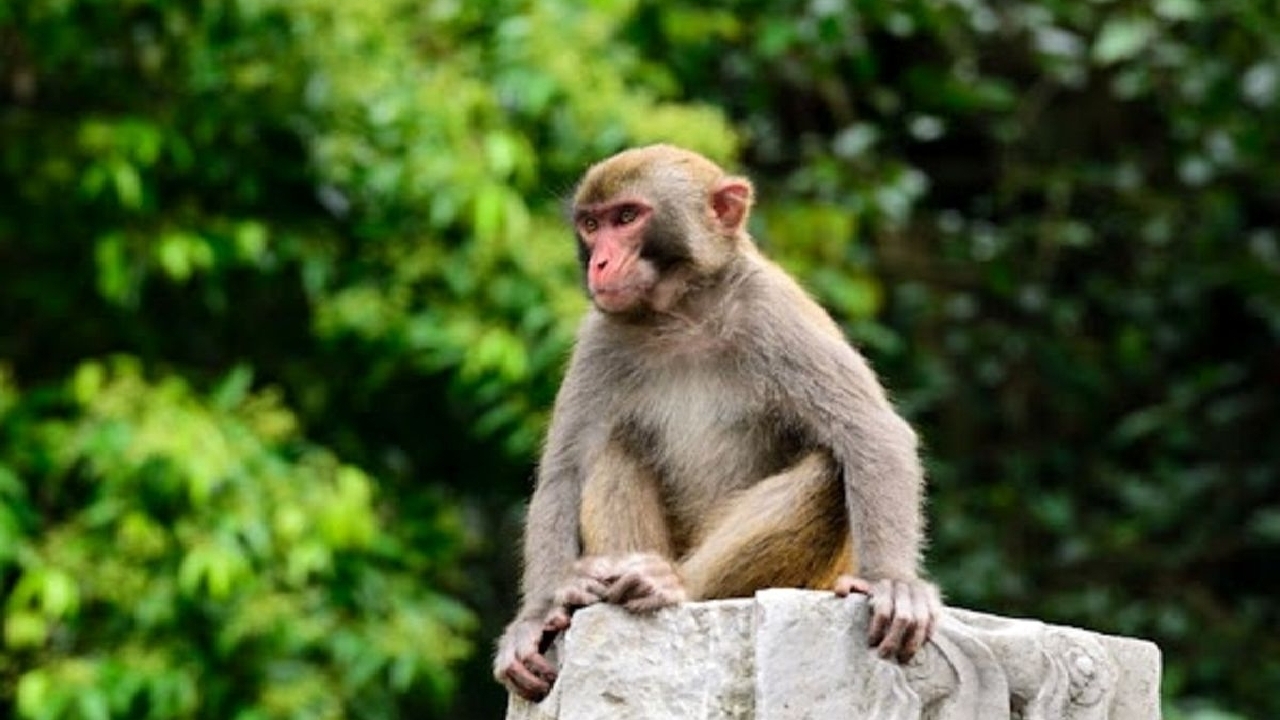 کشنده‌ترین بیماری‌ها با نگهداری میمون رزوس در خانه به انسان منتقل می‌شود