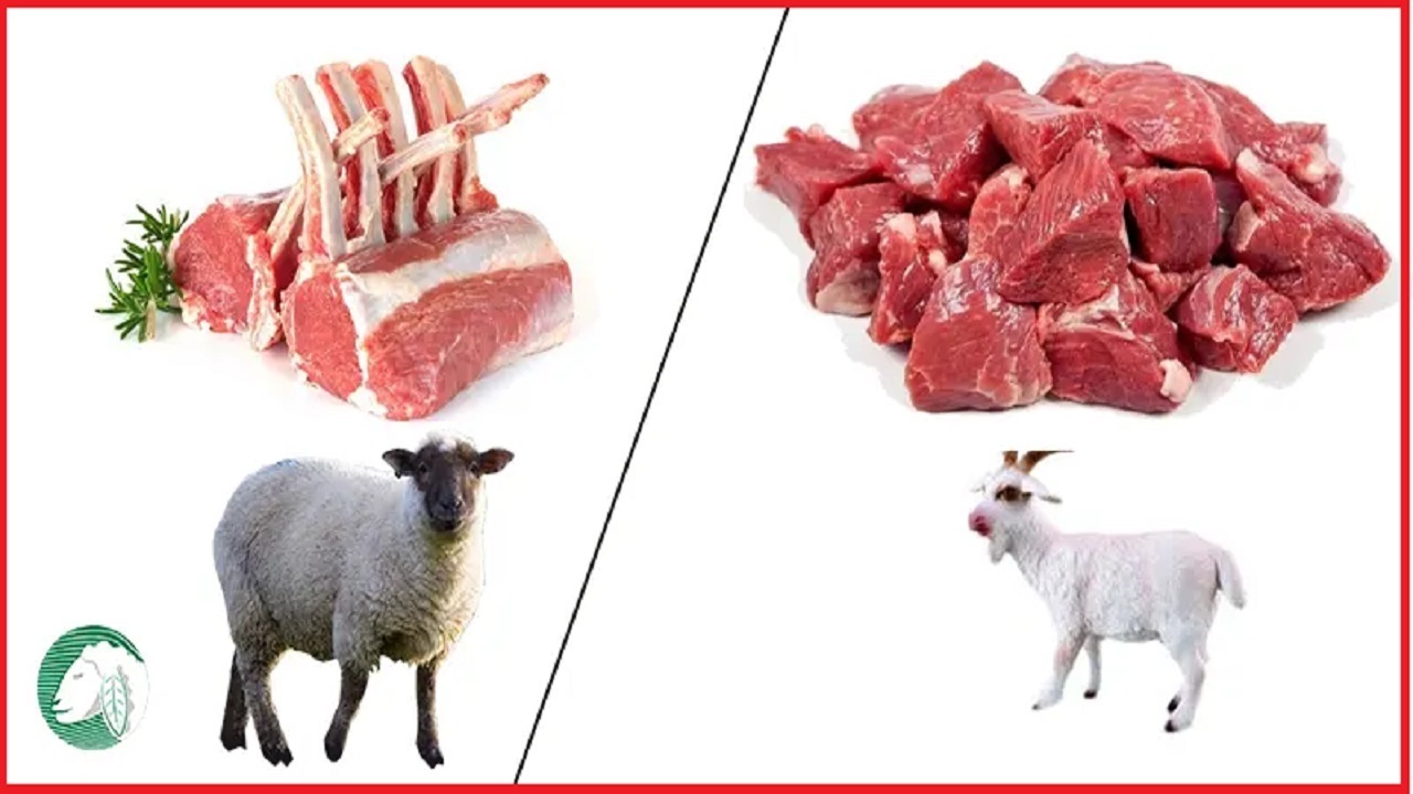 نحوه تشخیص گوشت گوسفند از میش و بز