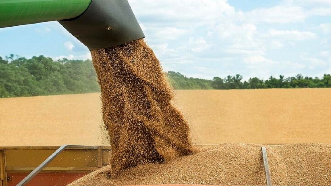 کشور از واردات گندم برای تامین نان بی نیاز شد
