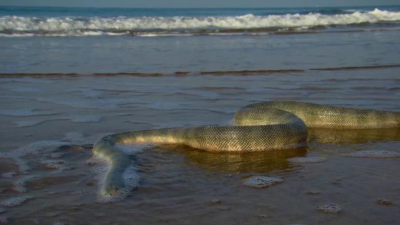 مار‌ها در سواحل دریای خزر چه می‌کنند؟ فیلم