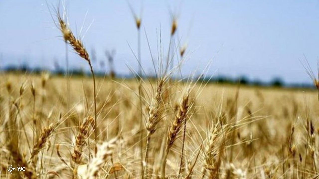 نیازی به واردات گندم در بخش آرد و نان نداریم