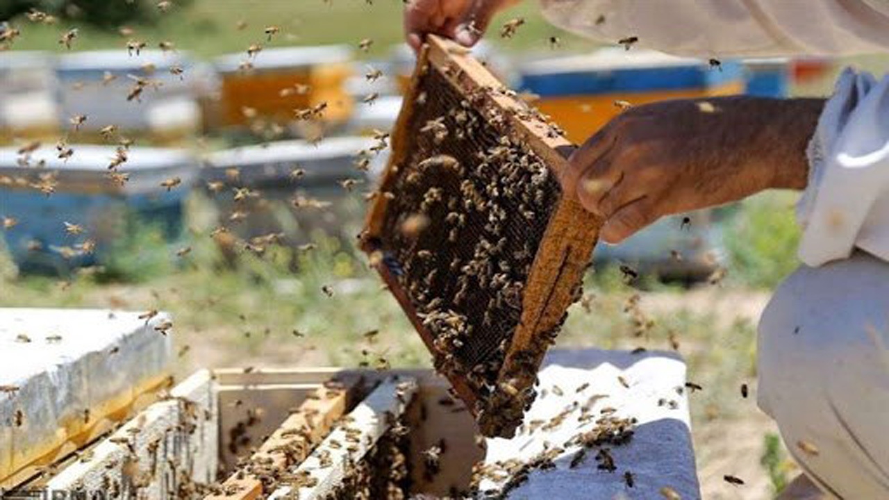 تولید ۵۵۰ تن عسل در تنکابن
