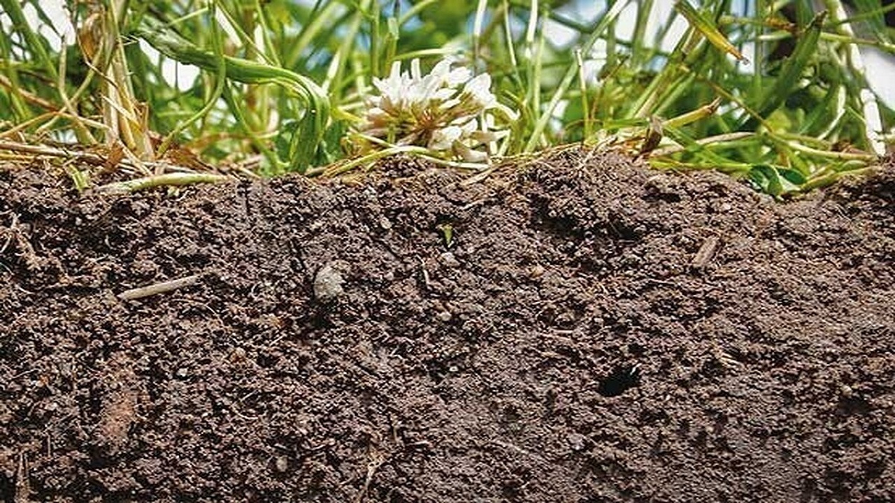 توسعه پوشش گیاهی مرهمی برای کنترل فرسایش خاک