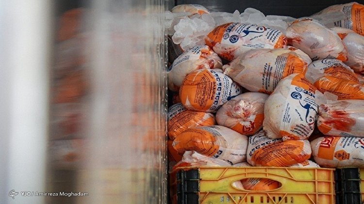 نیاز روزانه گوشت مرغ در استان تهران ۱۴۰۰ تن است