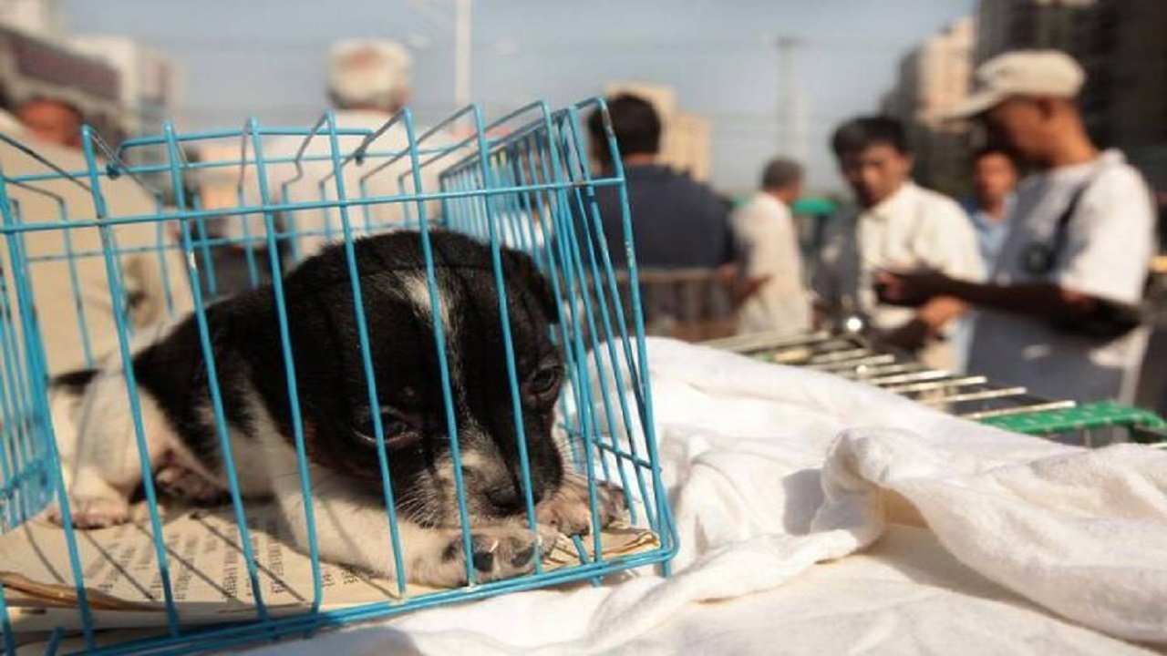 تجارتی سیاه اما پرسود/ ايجاد دنيای خطرناک برای حیوانات توسط قاچاقچیان