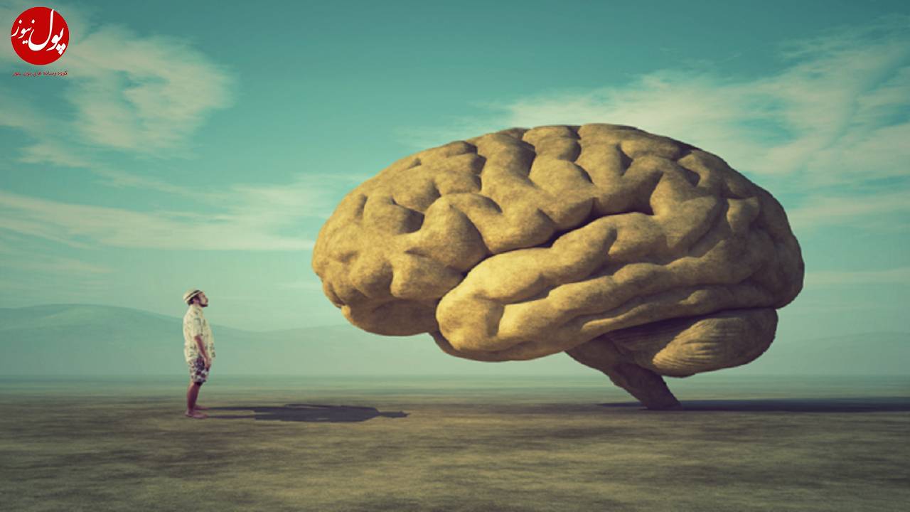نتایج یک مطالعه جدید؛ مغز انسان بزرگتر می‌شود