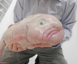 حباب ماهی (Blobfish) 