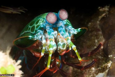 میگوی آخوندکی (Mantis Shrimp) 