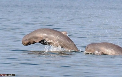 دلفین نهنگی پوزه‌کوتاه یا دلفین «ایراوادی» 