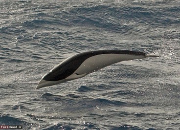 دلفین صاف جنوبی 
