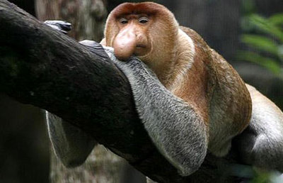 میمون پوزه دار