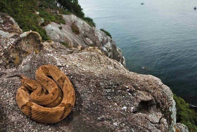 جزیره مارها (Snake Island)، برزیل