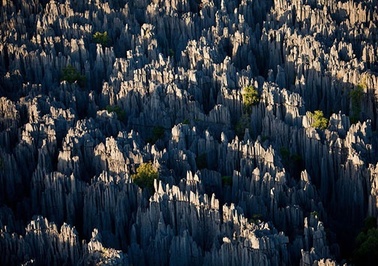 جنگل سنگی، ماداگاسکار