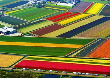 اراضی زیر کشت گل لاله، هلند
