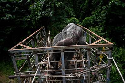 آزاد کردن فیل وحشی در زیستگاه خود/ منطقه باگو ، میانمار