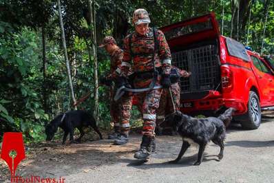اعضای یک گروه امداد و نجات سگ در جستجوی یک دختر گم‌شده انگلیسی شرکت کردند/ مالزی
